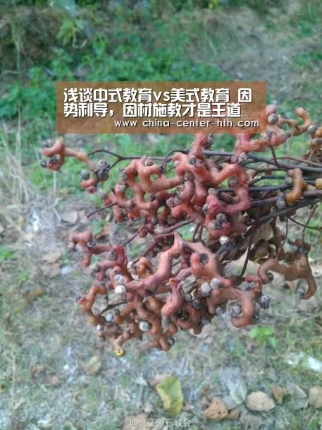 棋牌赛事